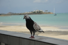 antigua-bird