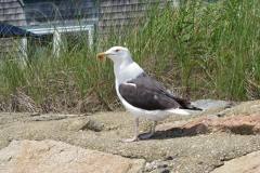 cape-cod-seagull