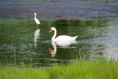 cape-cod-swans