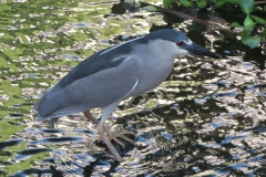 caribbean-bird