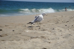 dewey-beach-seagull