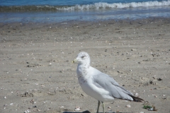 fairfield-beach-seagull