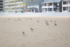 flock-of-seagulls-ocean-city