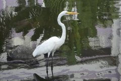 florida-bird