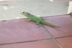 iguana-in-barbados