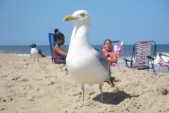 ocean-city-maryland-seagull