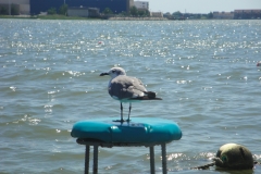 ocean-city-md-bay-seagull