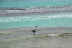 ocho-rios-jamaica-bird