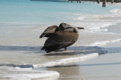 pelican-turks-and-caicos