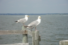 rehoboth-bay-seagulls