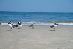 rehoboth-beach-seagulls