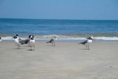 rehoboth-beach-seagulls