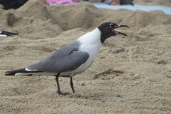 seagull-in-rehoboth-beach-de