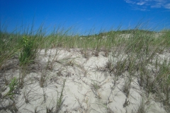 cape-cod-dunes