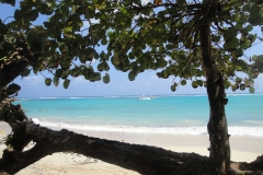 jamaica-tree