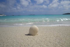 shell-on-great-bay-st-martin