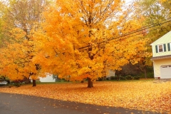 AutumnCT2