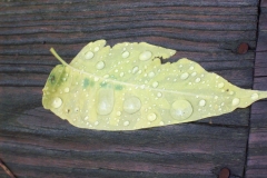 Leaf