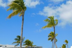 bahama-palm-trees-and-blue-skies