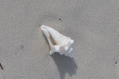 grace-bay-beach-shells-sand