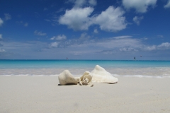 grace-bay-beach-shells