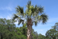 hilton-head-palm-tree-sc