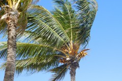 jamaica-palm-tree-blue-skies-swaying