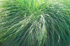rhode-island-beach-grass