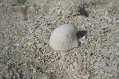 st-martin-shell-and-sand