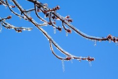 branch-ice-blue-sky-dec2019